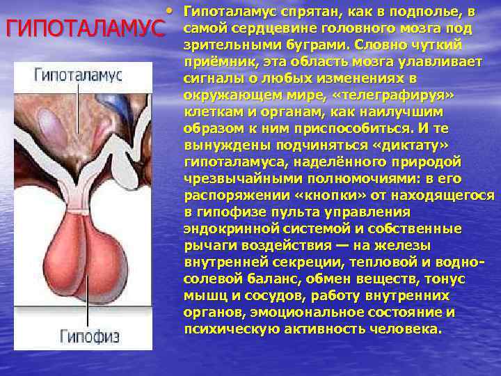  • Гипоталамус спрятан, как в подполье, в ГИПОТАЛАМУС самой сердцевине головного мозга под