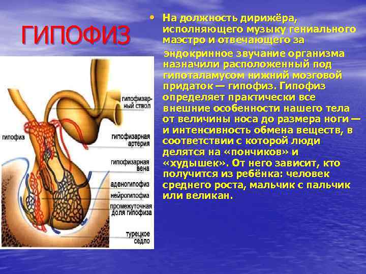 ГИПОФИЗ • На должность дирижёра, исполняющего музыку гениального маэстро и отвечающего за эндокринное звучание