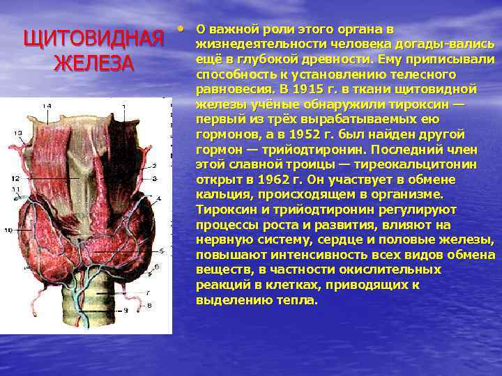 ЩИТОВИДНАЯ ЖЕЛЕЗА • О важной роли этого органа в жизнедеятельности человека догады вались ещё