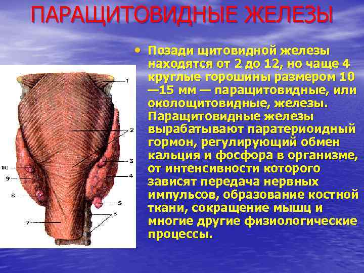 ПАРАЩИТОВИДНЫЕ ЖЕЛЕЗЫ • Позади щитовидной железы находятся от 2 до 12, но чаще 4