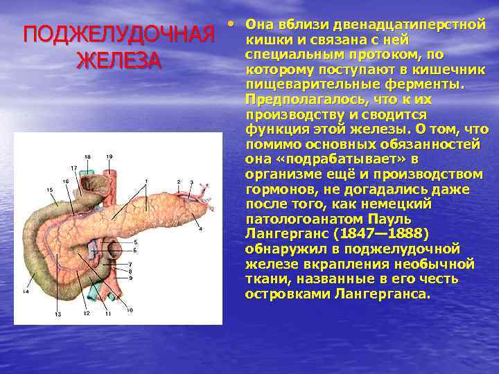 ПОДЖЕЛУДОЧНАЯ ЖЕЛЕЗА • Она вблизи двенадцатиперстной кишки и связана с ней специальным протоком, по