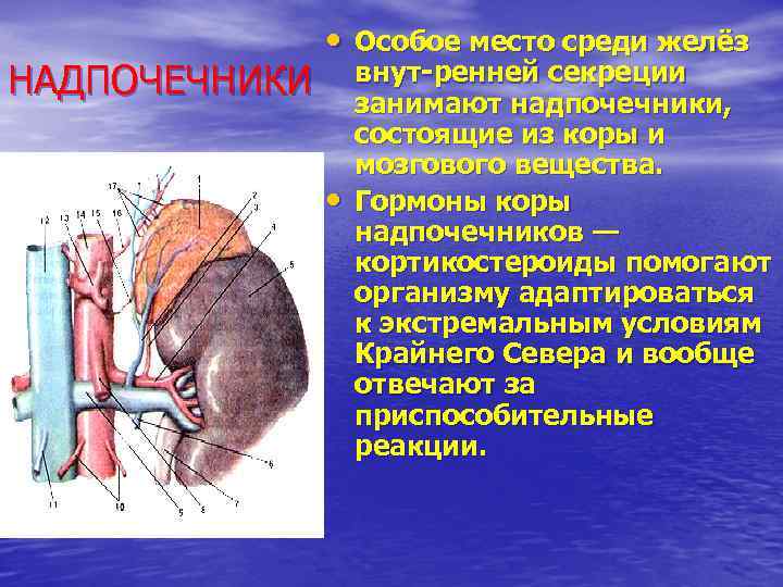 НАДПОЧЕЧНИКИ • Особое место среди желёз • внут ренней секреции занимают надпочечники, состоящие из