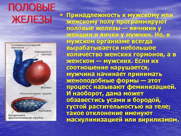 ПОЛОВЫЕ ЖЕЛЕЗЫ • Принадлежность к мужскому или женскому полу программируют половые железы — яичники