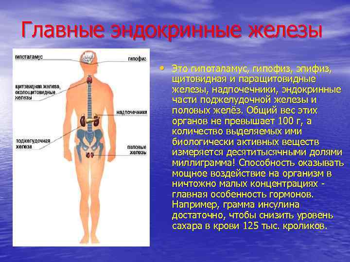 Главные эндокринные железы • Это гипоталамус, гипофиз, эпифиз, щитовидная и паращитовидные железы, надпочечники, эндокринные