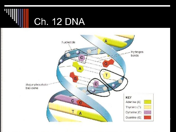 Ch. 12 DNA 