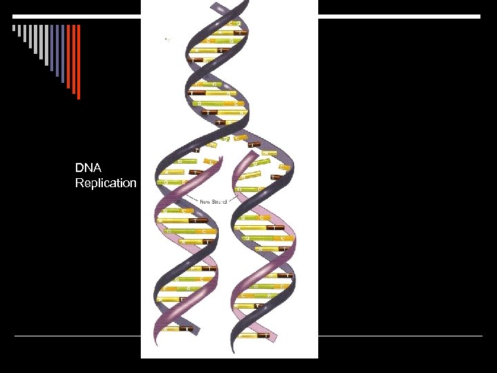 DNA Replication 