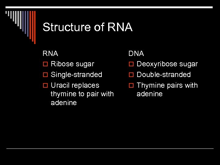 Structure of RNA o Ribose sugar o Single-stranded o Uracil replaces thymine to pair