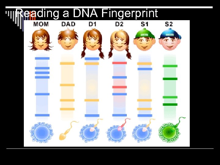 Reading a DNA Fingerprint 