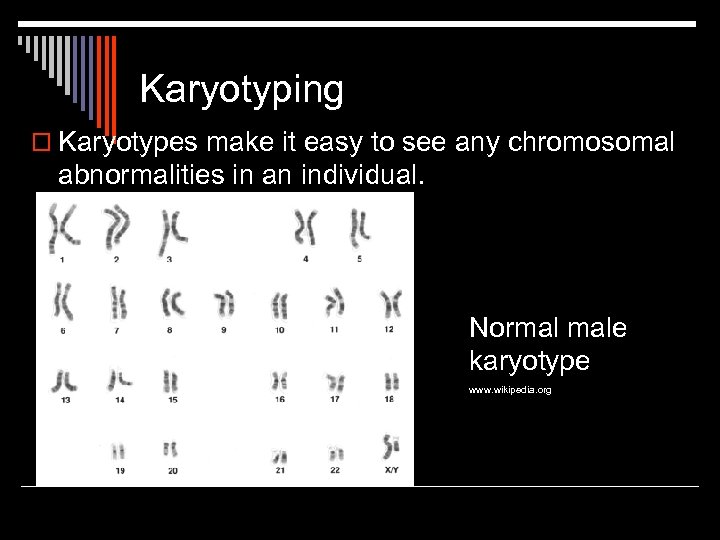 Karyotyping o Karyotypes make it easy to see any chromosomal abnormalities in an individual.