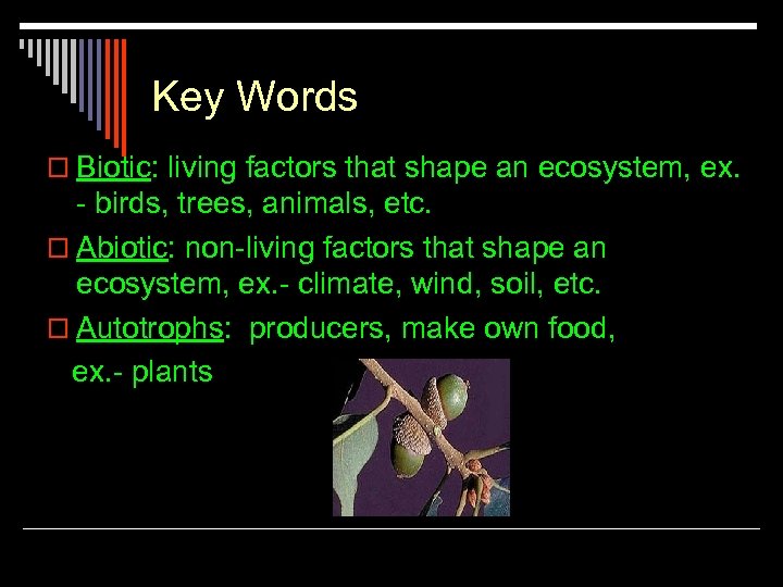 Key Words o Biotic: living factors that shape an ecosystem, ex. - birds, trees,