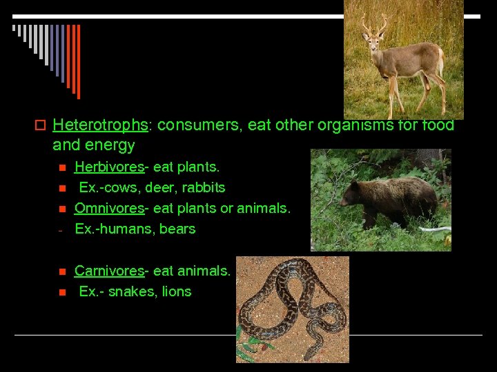 o Heterotrophs: consumers, eat other organisms for food and energy n n n -
