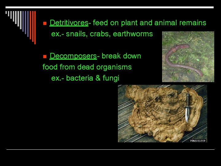 n Detritivores- feed on plant and animal remains ex. - snails, crabs, earthworms Decomposers-
