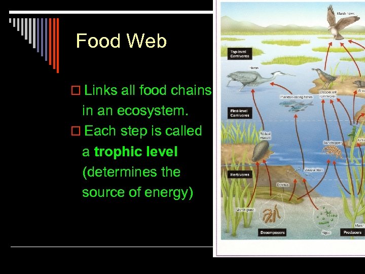 Food Web o Links all food chains in an ecosystem. o Each step is