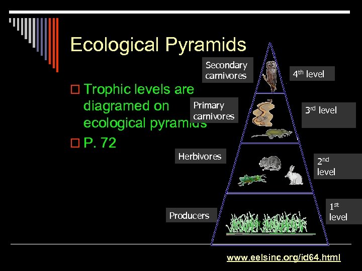 Ecological Pyramids Secondary carnivores 4 th level o Trophic levels are Primary diagramed on