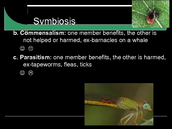 Symbiosis b. Commensalism: one member benefits, the other is not helped or harmed, ex-barnacles