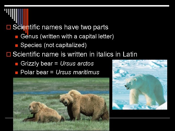 o Scientific names have two parts n n Genus (written with a capital letter)