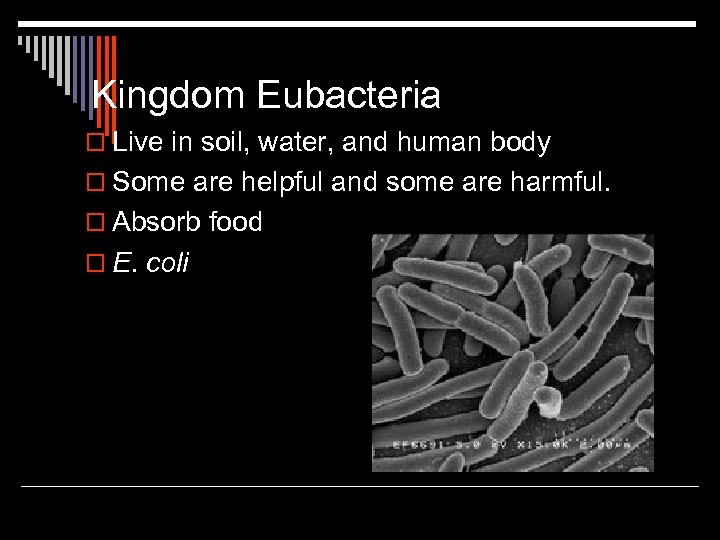 Kingdom Eubacteria o Live in soil, water, and human body o Some are helpful