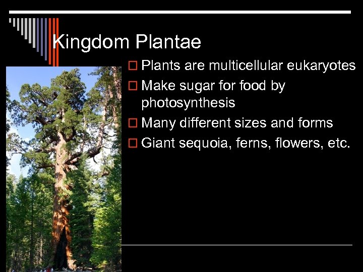 Kingdom Plantae o Plants are multicellular eukaryotes o Make sugar food by photosynthesis o