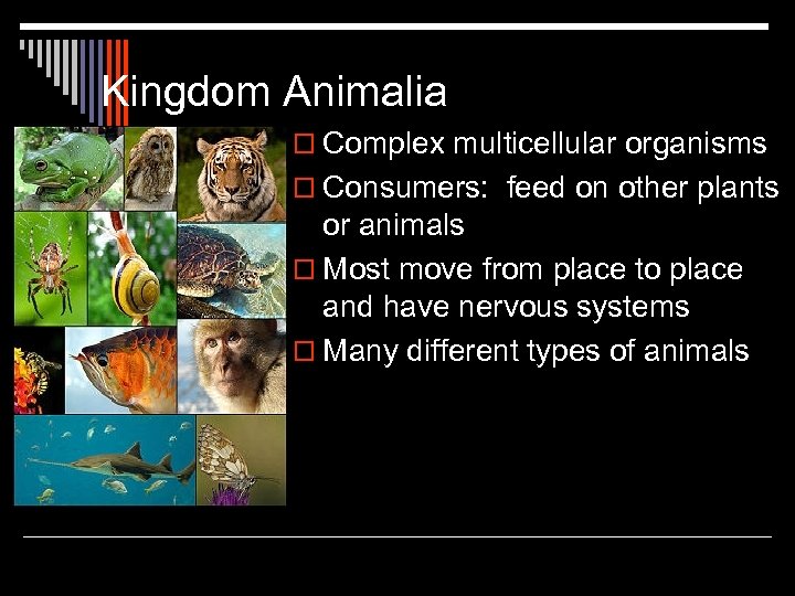 Kingdom Animalia o Complex multicellular organisms o Consumers: feed on other plants or animals