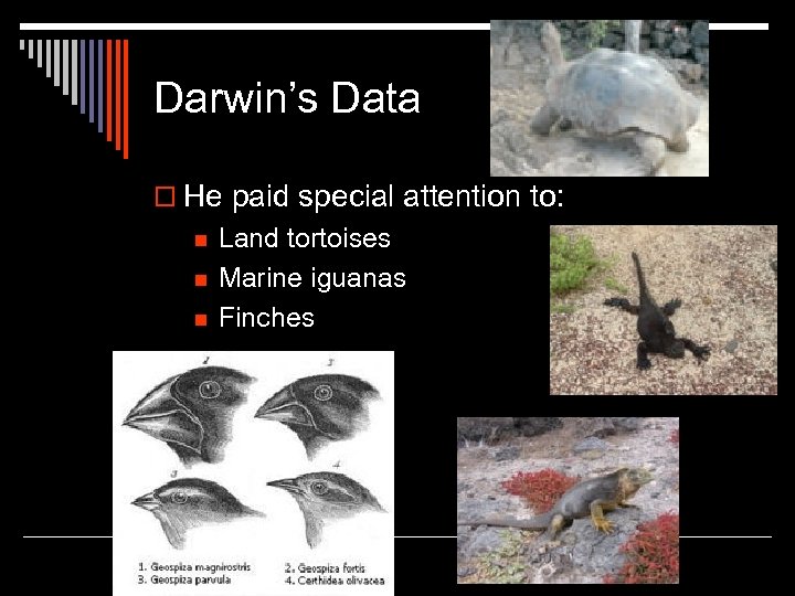 Darwin’s Data o He paid special attention to: n n n Land tortoises Marine
