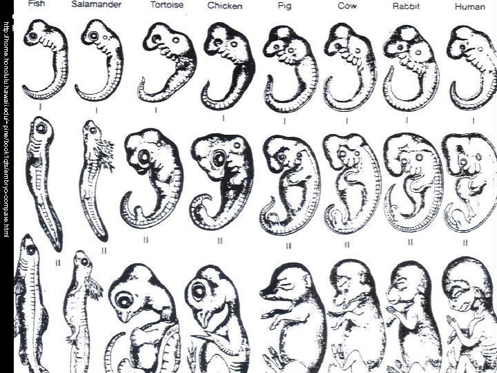 http: //home. honolulu. hawaii. edu/~pine/book 1 qts/embryo-compare. html 