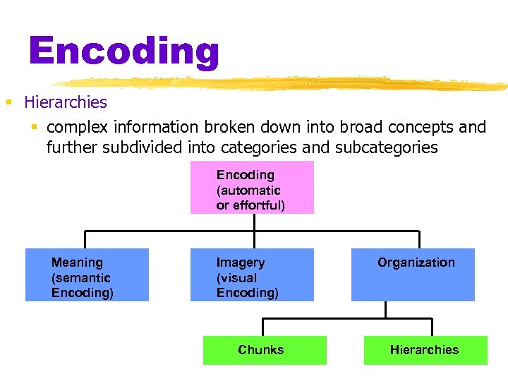 Encoding § Hierarchies § complex information broken down into broad concepts and further subdivided