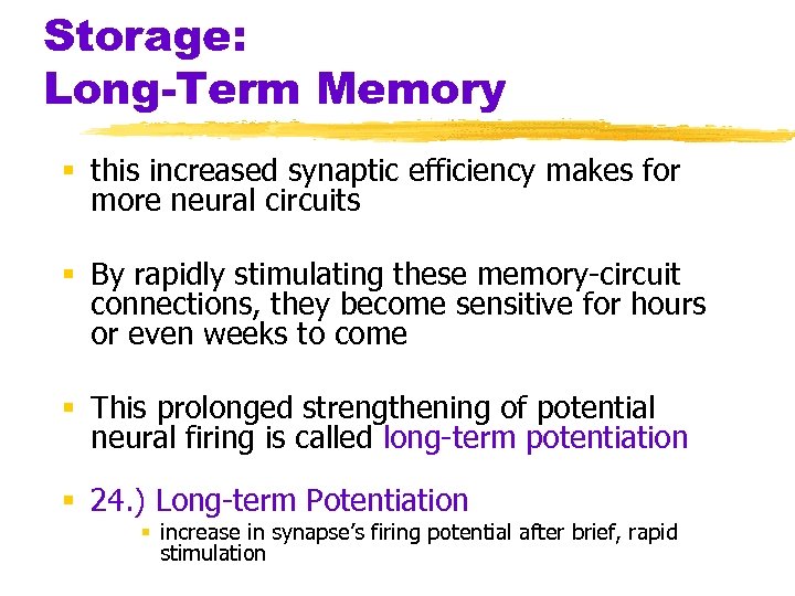 Storage: Long-Term Memory § this increased synaptic efficiency makes for more neural circuits §