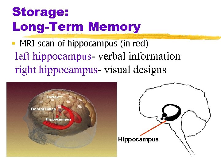 Storage: Long-Term Memory § MRI scan of hippocampus (in red) left hippocampus- verbal information