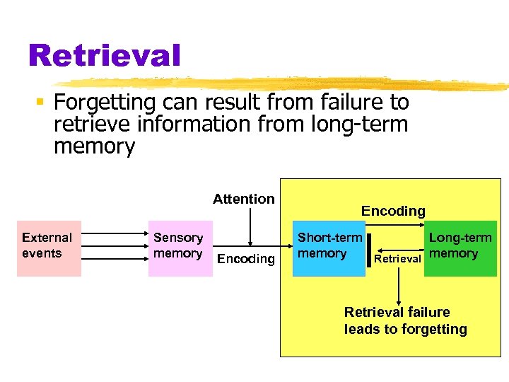 Retrieval § Forgetting can result from failure to retrieve information from long-term memory Attention