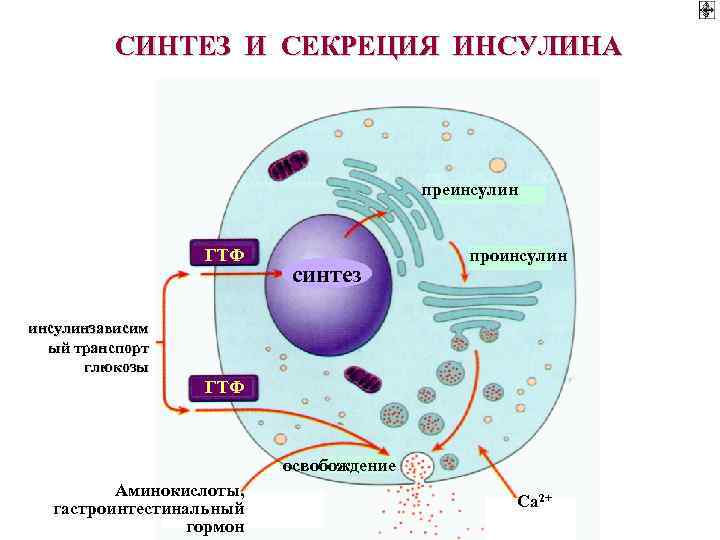 СИНТЕЗ И СЕКРЕЦИЯ ИНСУЛИНА преинсулин ГТФ синтез проинсулинзависим ый транспорт глюкозы ГТФ освобождение Аминокислоты,