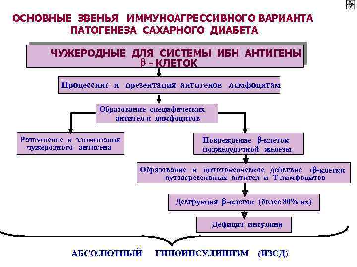 ОСНОВНЫЕ ЗВЕНЬЯ ИММУНОАГРЕССИВНОГО ВАРИАНТА ПАТОГЕНЕЗА САХАРНОГО ДИАБЕТА ЧУЖЕРОДНЫЕ ДЛЯ СИСТЕМЫ ИБН АНТИГЕНЫ - КЛЕТОК