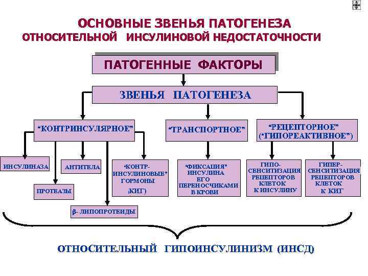 ОСНОВНЫЕ ЗВЕНЬЯ ПАТОГЕНЕЗА ОТНОСИТЕЛЬНОЙ ИНСУЛИНОВОЙ НЕДОСТАТОЧНОСТИ ПАТОГЕННЫЕ ФАКТОРЫ ЗВЕНЬЯ ПАТОГЕНЕЗА “КОНТРИНСУЛЯРНОЕ” ИНСУЛИНАЗА АНТИТЕЛА ПРОТЕАЗЫ