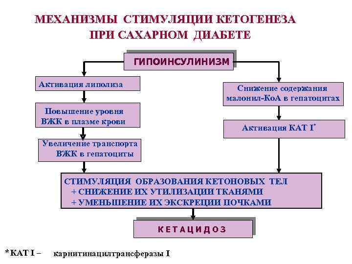 МЕХАНИЗМЫ СТИМУЛЯЦИИ КЕТОГЕНЕЗА ПРИ САХАРНОМ ДИАБЕТЕ ГИПОИНСУЛИНИЗМ Активация липолиза Снижение содержания малонил-Ко. А в