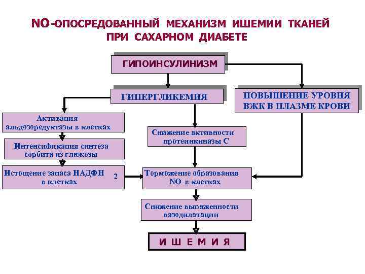 NO -ОПОСРЕДОВАННЫЙ МЕХАНИЗМ ИШЕМИИ ТКАНЕЙ ПРИ САХАРНОМ ДИАБЕТЕ ГИПОИНСУЛИНИЗМ ГИПЕРГЛИКЕМИЯ Активация альдозоредуктазы в клетках