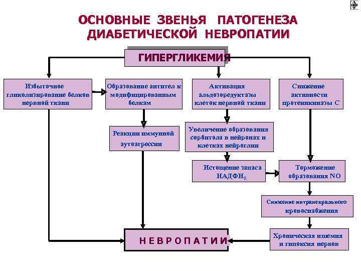 ОСНОВНЫЕ ЗВЕНЬЯ ПАТОГЕНЕЗА ДИАБЕТИЧЕСКОЙ НЕВРОПАТИИ ГИПЕРГЛИКЕМИЯ Избыточное гликолизирование белков нервной ткани Образование антител к