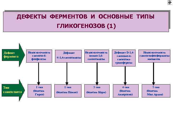 ДЕФЕКТЫ ФЕРМЕНТОВ И ОСНОВНЫЕ ТИПЫ ГЛИКОГЕНОЗОВ (1) Дефект фермента Тип гликогеноза Недостаточность глюкозо-6 фосфатазы