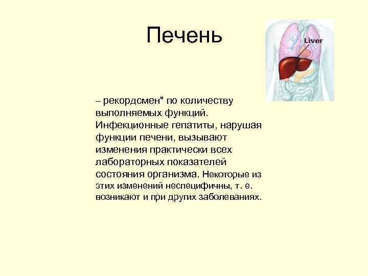 Печень – рекордсмен