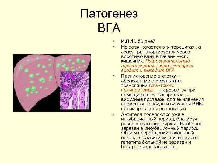 Патогенез ВГА • • И. П. 10 -50 дней Не размножается в энтероцитах ,