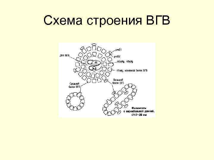 Схема строения ВГВ 