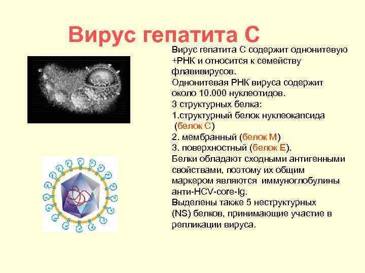 Вирус гепатита С содержит однонитевую +РНК и относится к семейству флавивирусов. Однонитевая РНК вируса