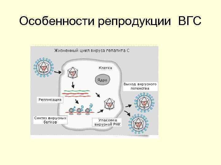 Особенности репродукции ВГС 