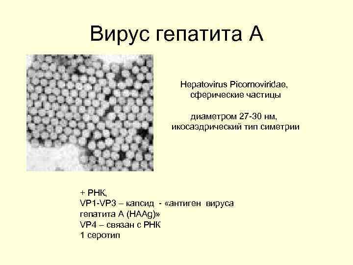 Вирус гепатита А Hepatovirus Picornoviridae, сферические частицы диаметром 27 -30 нм, икосаэдрический тип симетрии