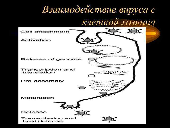 Взаимодействие вируса с клеткой хозяина 