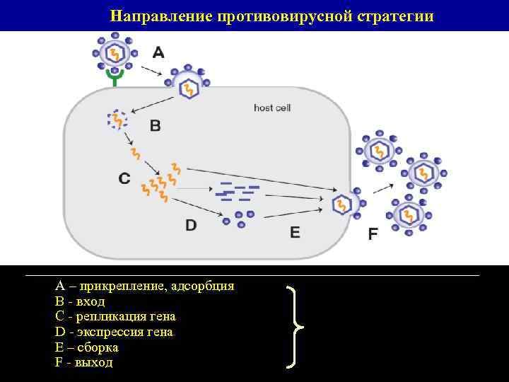 Направление противовирусной стратегии А – прикрепление, адсорбция В - вход С - репликация гена