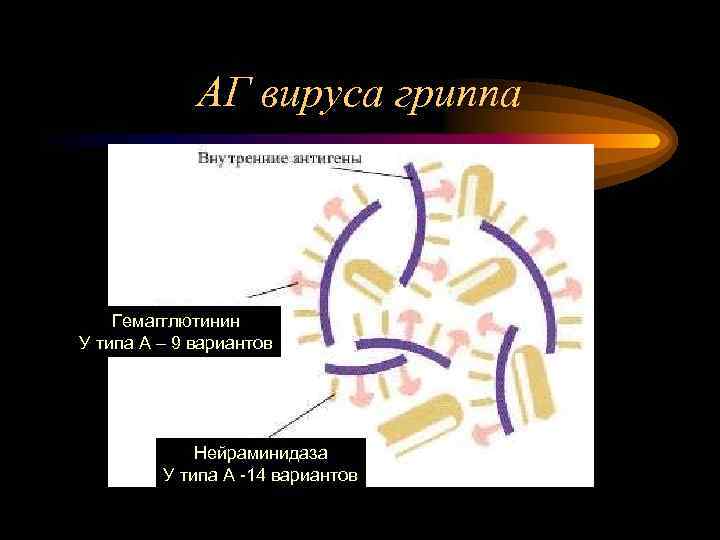 АГ вируса гриппа Гемагглютинин У типа А – 9 вариантов Нейраминидаза У типа А