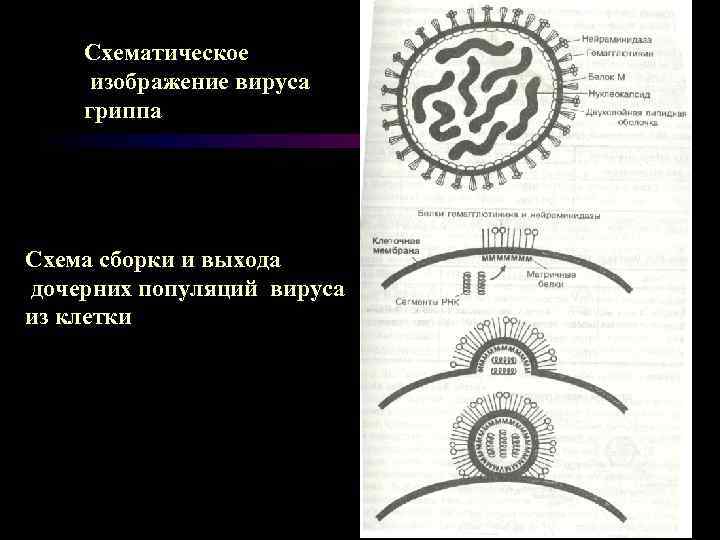 Схематическое изображение вируса гриппа Схема сборки и выхода дочерних популяций вируса из клетки 