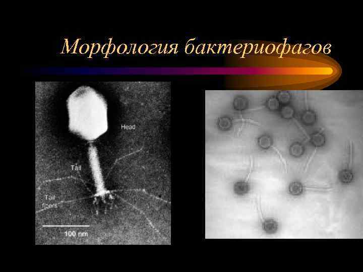 Морфология бактериофагов 