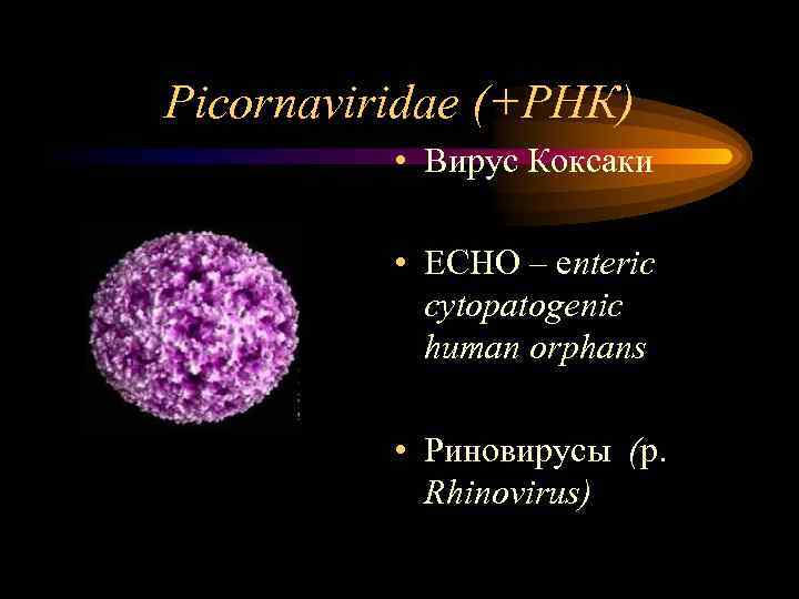 Picornaviridae (+РНК) • Вирус Коксаки • ЕСНО – enteric cytopatogenic human orphans • Риновирусы