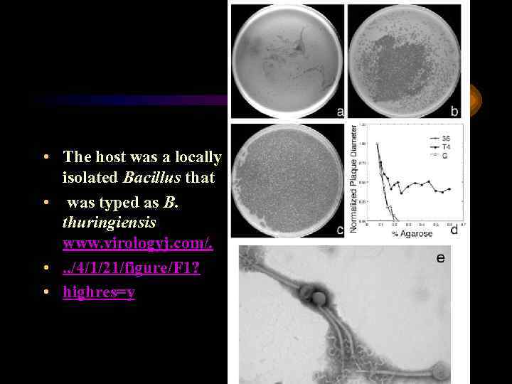  • The host was a locally isolated Bacillus that • was typed as