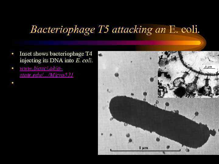 Bacteriophage T 5 attacking an E. coli. • Inset shows bacteriophage T 4 injecting